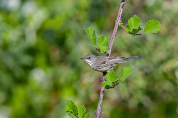 Lesser Whitethroat, Sylvia curruca on a blackberry branch. Blurred background.