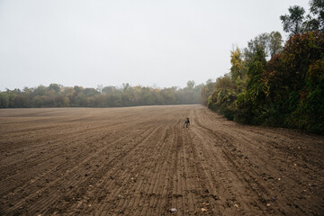 German Shorthaired Pointer Grouse Hunting
