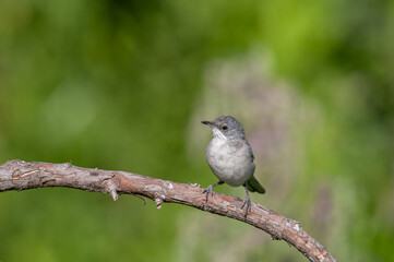 Lesser Whitethroat, Sylvia curruca on a branch. Blurred green background.