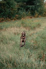 German Shorthaired Pointer Grouse Hunting