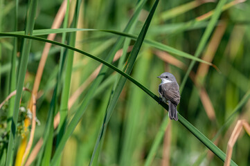Lesser Whitethroat, Sylvia curruca on a green leaf in reeds.