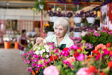 Woman flower seller holding petunia in her hands in flower shop