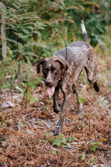 German Shorthaired Pointer Grouse Hunting