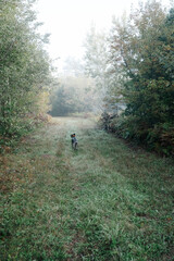 Fototapeta na wymiar German Shorthaired Pointer Grouse Hunting