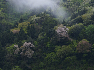 もやの残る山の桜 - obrazy, fototapety, plakaty