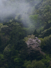 もやの残る山の桜 - obrazy, fototapety, plakaty