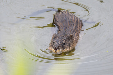 Muskrat (Ondatra zibethicus) Swimming in a River