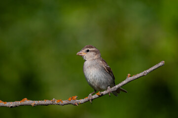 House sparrow, Passer domesticus, on a branch. Green background.