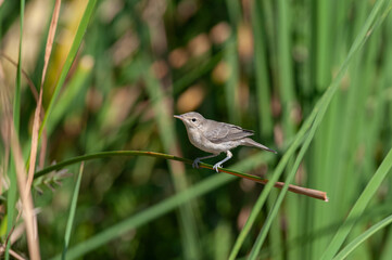 Small songbird on a branch.