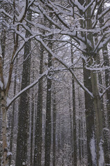 snow covered branches in the forest