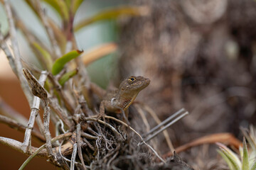 Lizard