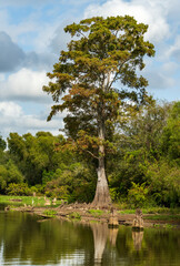 Fototapeta premium Large bald cypress trees in submerged land seen in calm waters of the bayou of Atchafalaya Basin near Baton Rouge Louisiana