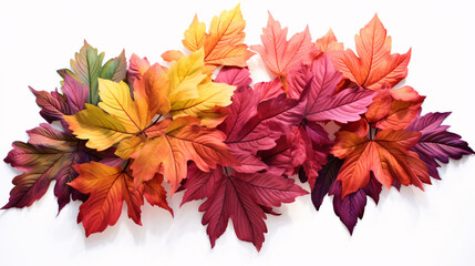 Naklejka na ściany i meble Colorful cluster of leaves on white background.