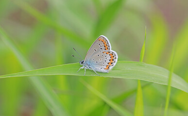 A beautiful butterfly perches on a grass branch
