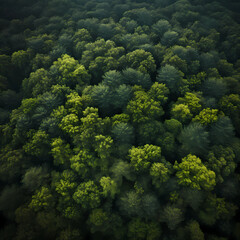 Naklejka na ściany i meble aerial of dense forest