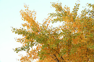 Beautiful ginkgo leaves in autumn
