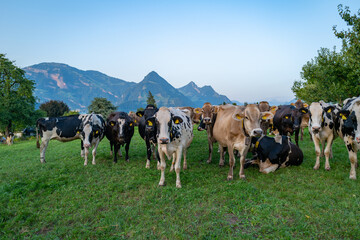 Cows are grazing on Alpine meadow. Cattle pasture in a grass field. Angus cattle.