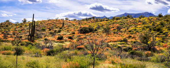 The hillsides along Highway 188 covered in wild flowers during the super bloom of 2023. Azizona.