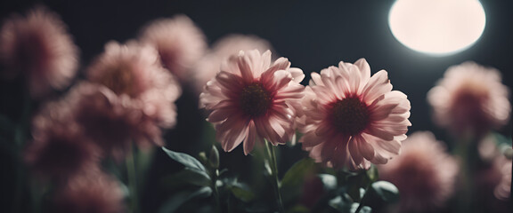 Floral Elegance: Pink Daisy Blooms in the Warm Embrace of Summer, Adding an Ornamental Touch to the Joyful Garden Event.
