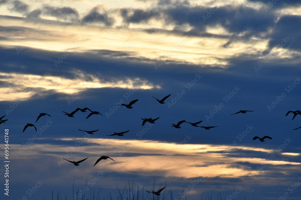 Canvas Prints flock of geese in a cloudy sunset sky