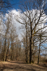 Bare trees in early spring in sunny clear weather, blue sky and a large number of trees growing in the spring park