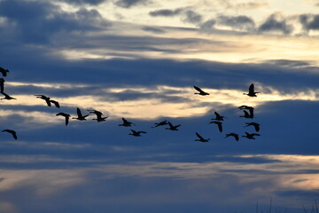 Flock of Geese in a Cloudy Sunset Sky