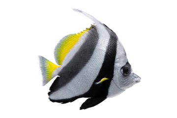 Heniochus acuminatus, Pennant coralfish, reef bannerfish, coachman isolated on white, transparent  background, PNG.  Aquatic, underwater, sea life. Beautiful aquarium tropical exotic fish, pet