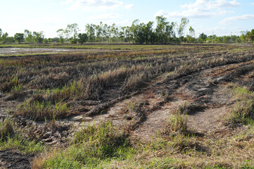 Fototapeta na wymiar Burning rice straw causes kitchen and air pollution.