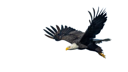 Muurstickers Flying Bald Eagle Close-Up - Transparent Background © Django Studio