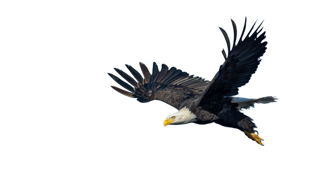 Flying Bald Eagle Close-Up - Transparent Background
