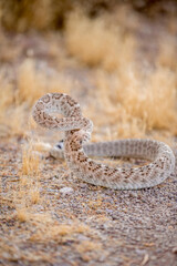 Diamondcak Rattlesnake in Strike Position