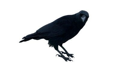 Close-up Photography of Black Crow
