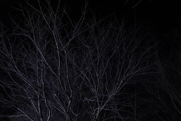 夜に浮かぶ冬の木