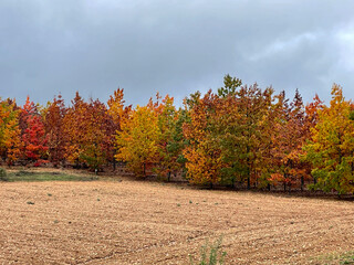 Floresta colorida com cores de outono através das folhas das árvores
