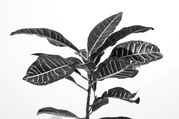 Planta Crotón © MartnFederico