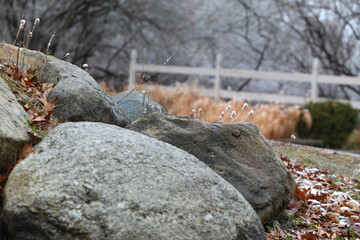Early Winter