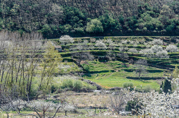 Cherry blossoms in the Jerte Valley, Spain