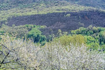 Cherry blossoms in the Jerte Valley, Spain