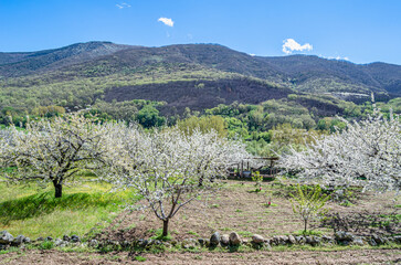 Cherry blossoms in the Jerte Valley, Spain