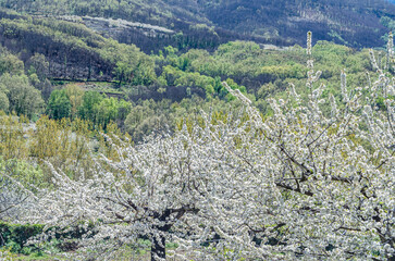 Cherry blossoms in the Jerte Valley, Spain