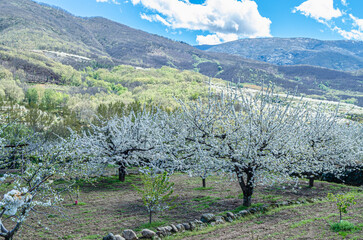 Cherry blossoms in the Jerte Valley, Spain