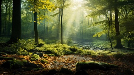 Obraz premium A forest with sun rays shining through the leaves