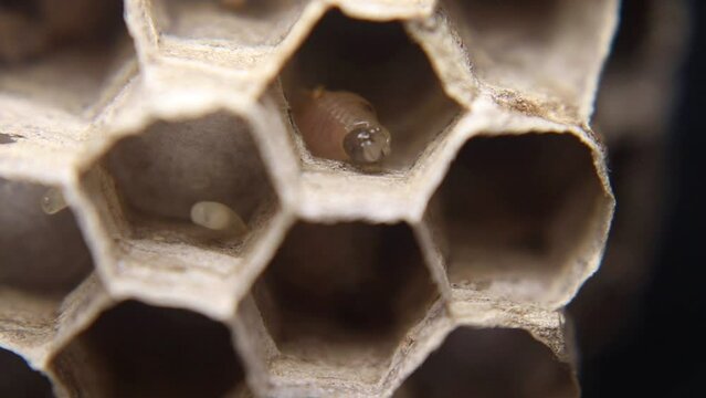 Video shows a nest of brown paper wasps (Polistes dominula) with larvae inside. The nest is constructed from paper-like material, and the larvae are visible in their chambers, developing into adult wa