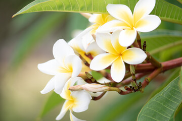 frangipani flower