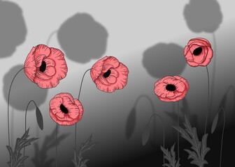 Blooming red poppies on a gray background.