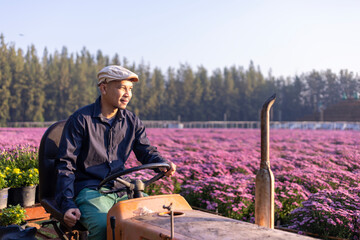 Asian farmer is driving the field tractor in the field of pink chrysanthemum while working in his rural farm for medicinal herb and cut flower industry business