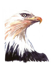 Closeup head of a bald eagle. Hand drawn colorful watercolor painting. National bird of the United States. 