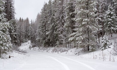 Obraz premium Fresh snow in the middle of a forest, accessible only via remote access roads, with snow covered trees and mountains in the background.