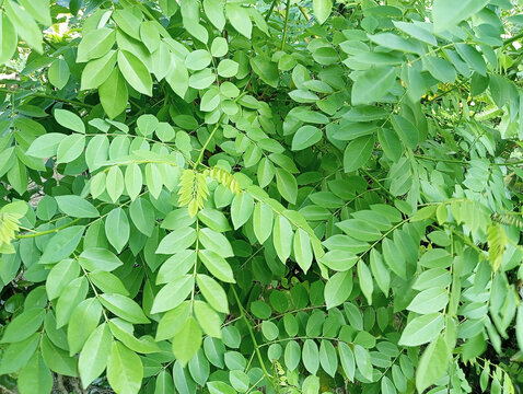 Gamal (Gliricidia sepium) is the name of a type of plant from the legume family (Fabaceae aka Leguminosae).