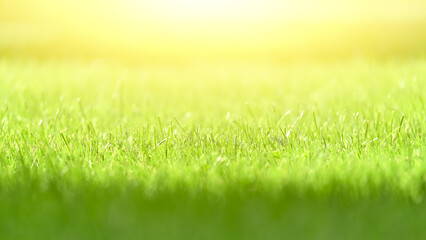 Green field and bright sun background. Selective focus, blurred background. 